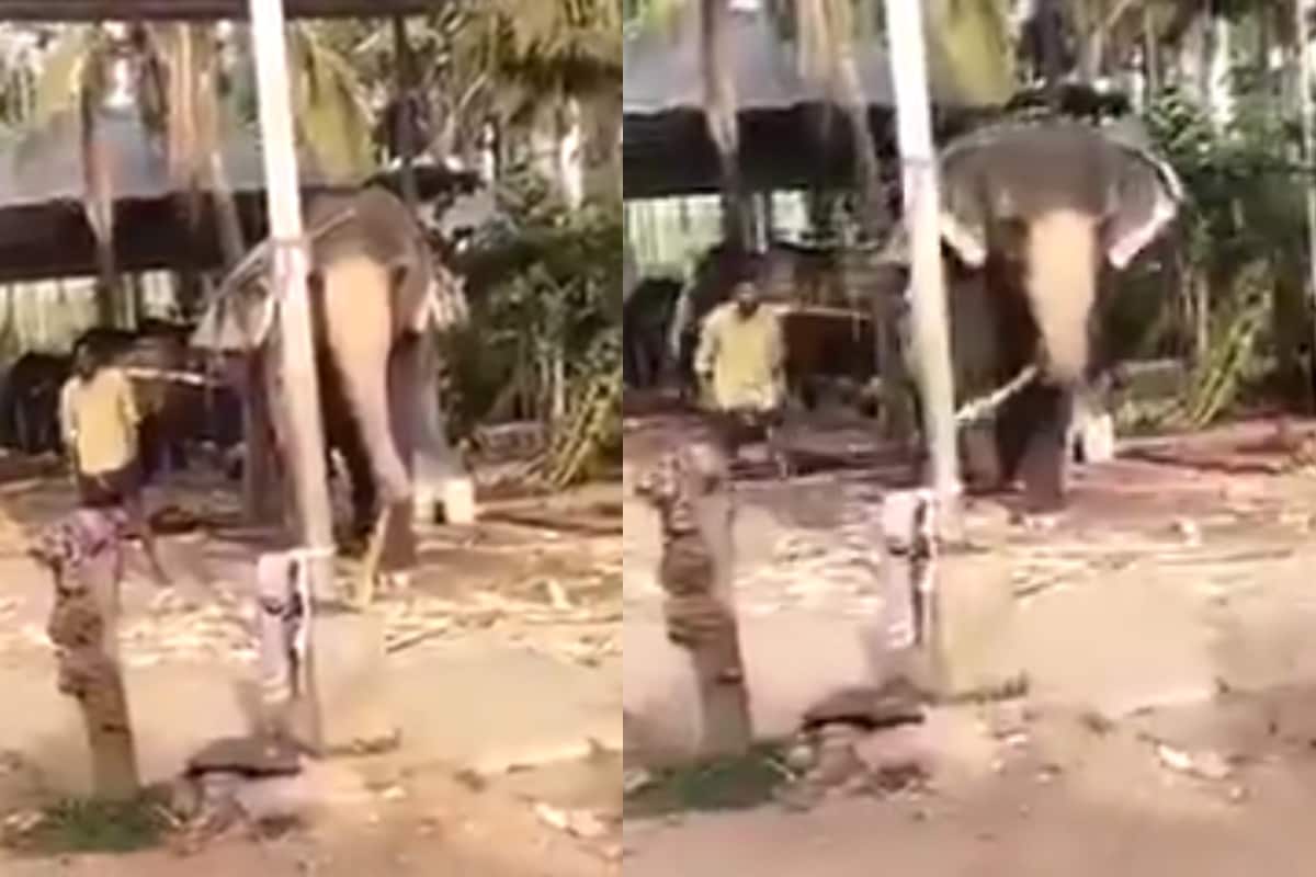 ఏనుగు బ్యాటింగ్‌ – క్రికెటర్ మైఖేల్ వాన్ కామెంటరీ