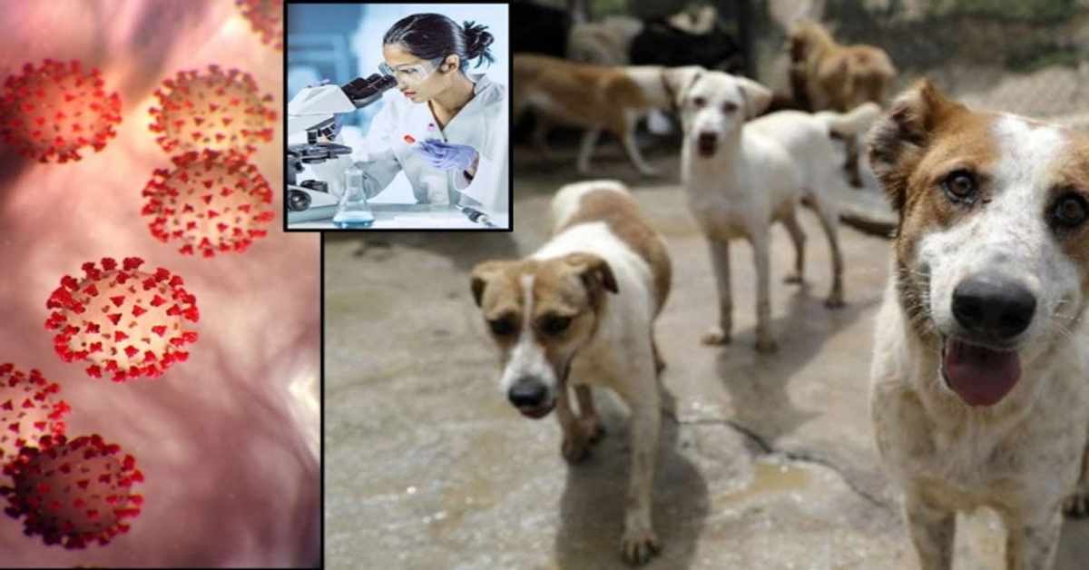 కుక్కలు కరోనాని గుర్తించగలవా? వెలుగులోకి షాకింగ్ నిజాలు!