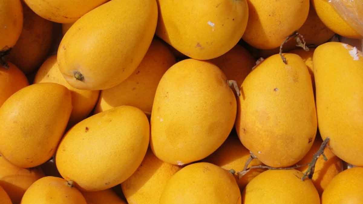 మామిడి కొనేటప్పుడు తస్మాత్ జాగ్రత్త!..
