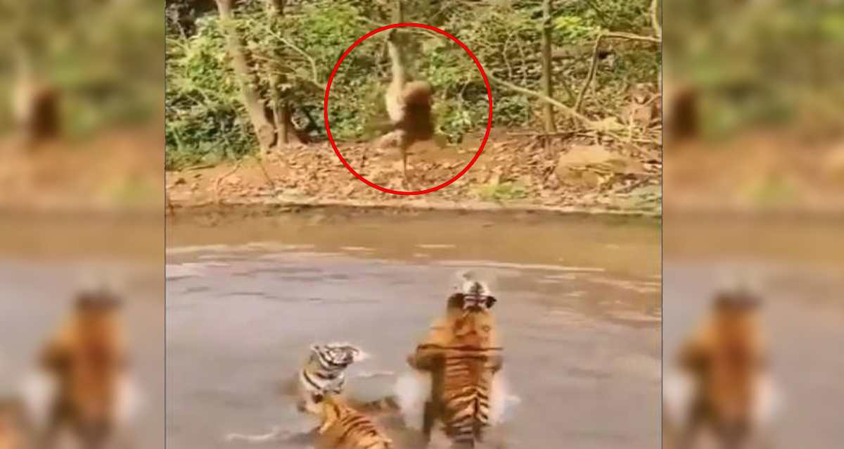 5 పులులకు చుక్కలు చూపించిన కోతి! ఫన్నీ వీడియో
