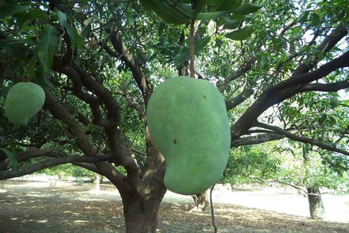 ఈ మామిడి చాలా రేటు బాసూ!..
