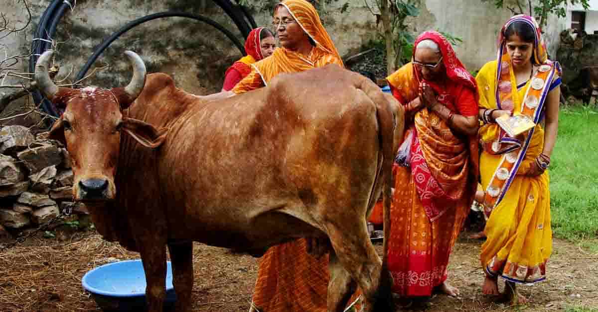 800 కేజీల పేడ‌ చోరీ ? ఎక్కడ… ఎలా… ఎప్పుడూ… ???