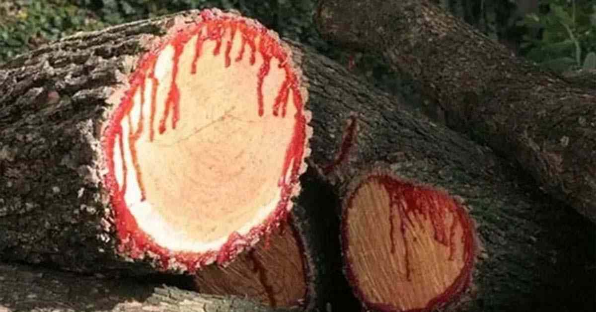 వింత చెట్టు! నరికితే రక్తం వస్తుంది!