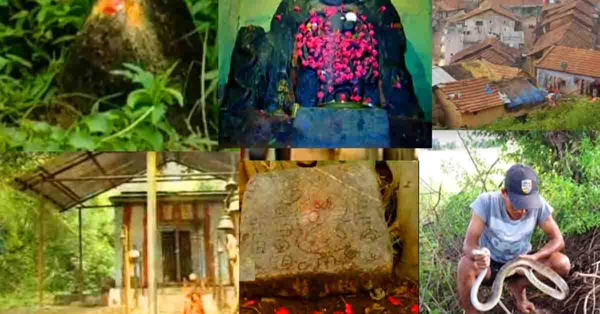 అక్కడ పాములు  పెంపుడు జంతువులు!..