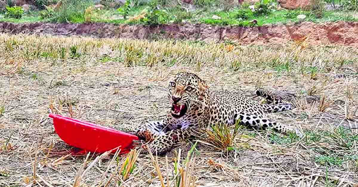 గేదెల గుంపు దాడిలో  గాయపడిన పులి… కలికాలం!..