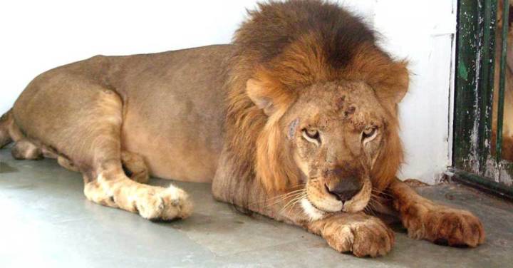 కరోనా బారిన పడి మరో సింహం మృతి