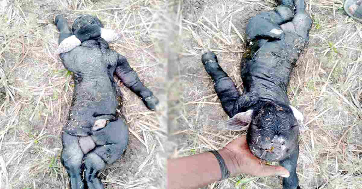 మనిషి ఆకారంలో జన్మించిన మేకపిల్ల! శుభమా? అశుభమా?