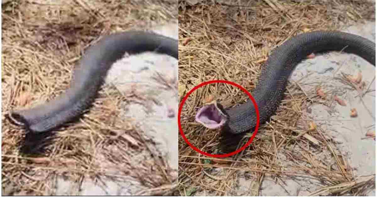 కరీంనగర్ లోని వింత పాము గుట్టు రట్టు! అరుస్తున్న పాము అసలు కథ ఇది!