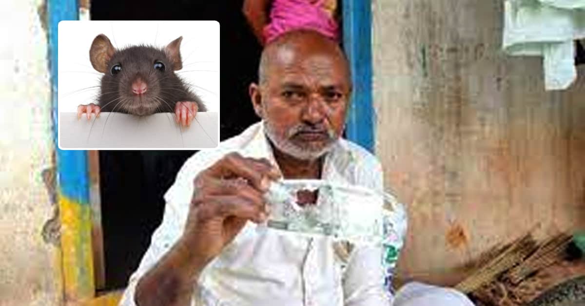 ఎలుకలు రెండు లక్షల రూపాయలను తినేసాయి..!