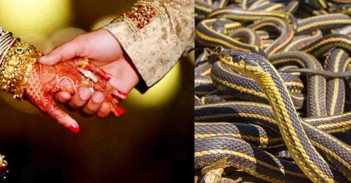 ఇక్కడ కట్నకానుకలుగా 21 పాములు ఇవ్వబడును!..