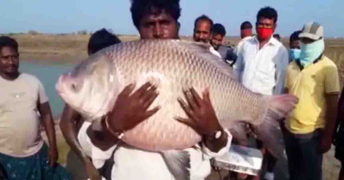 మంచినీటి చెరువులో 30 కేజీల చేప!…వైరల్ అవుతోన్న ఫోటోలు