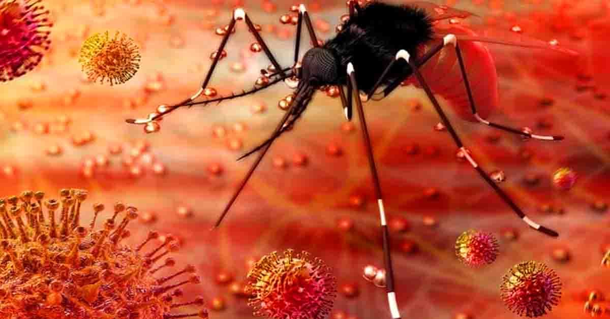 జికా వైరస్ అంటే ఏమిటి? ఎలా వస్తుంది? తప్పక తెలుసుకోండి