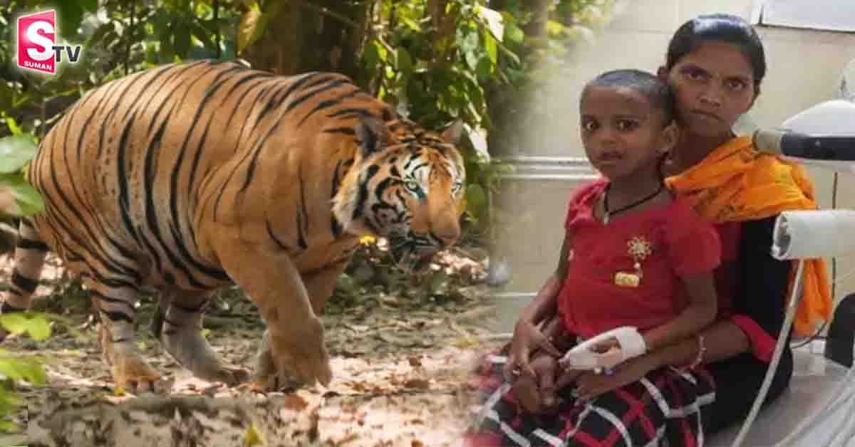 బిడ్డ కోసం పులితో తల్లి పోరాటం! హేట్సాఫ్ అమ్మ