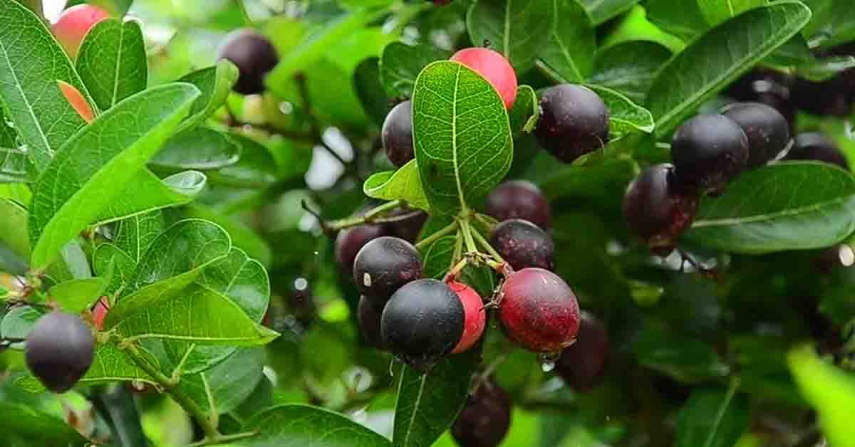 నేరేడు గింజల చూర్ణంతో మధుమేహం మటుమాయం!..