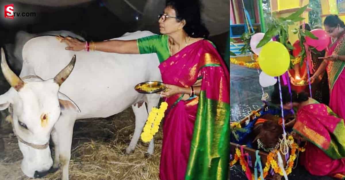 లేగదూడకు బారసాల. గ్రాండ్ గా విందు భోజనం. ఎక్కడంటే?