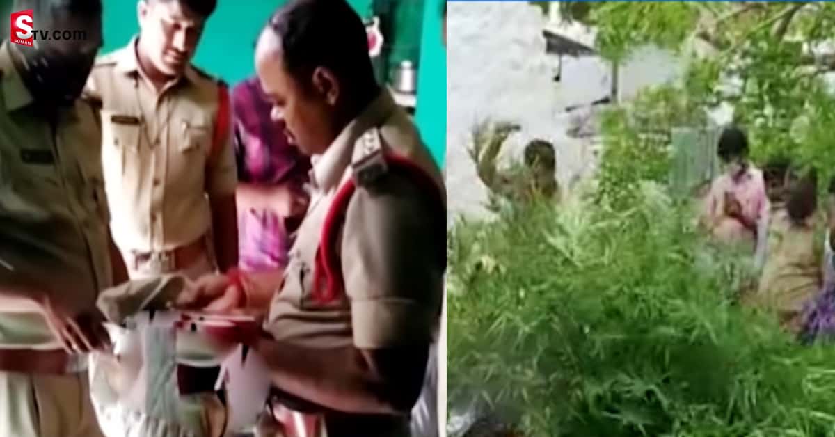మిద్దె మీద గంజాయి తోట పెంచాడు.. పోలీసులే బిత్తరపోయారు
