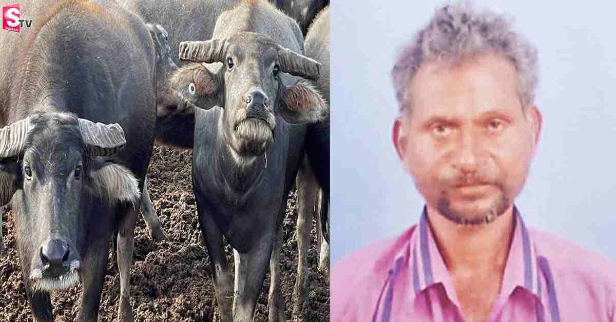 బర్రెపై అత్యాచారం చేసిన కిరాతకుణ్ణి చంపిందెవరు??!.