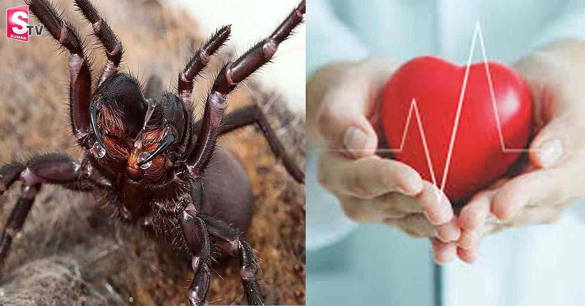 ఈ సాలీడు విషం – గుండె జబ్బులకి ఔషధం!!.