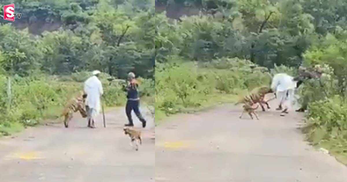 వృద్ధుడిపై హైనా మెరుపుదాడి.. వీడియో వైరల్‌!