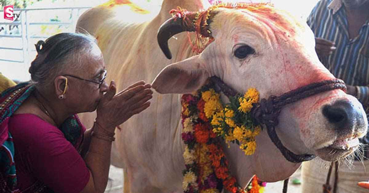 జాతీయ జంతువుగా ఆవు: రాజస్థాన్ హైకోర్టు కేంద్ర ప్రభుత్వానికి సిఫారసు