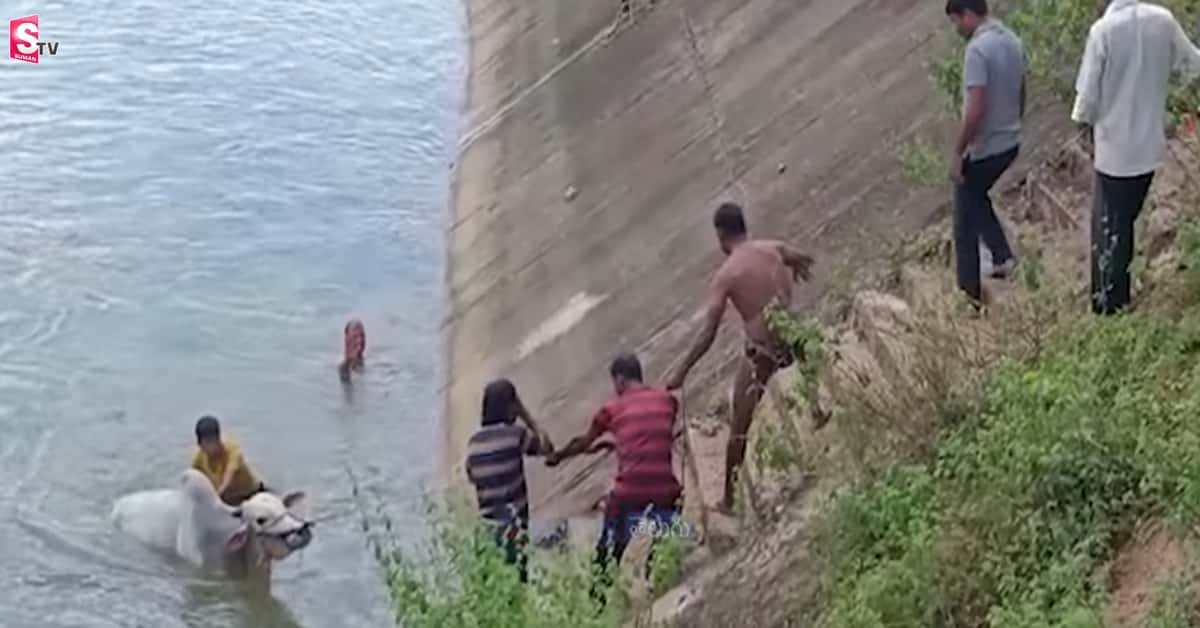 వాగులో కొట్టుకుపోతున్న ఎద్దు.. ప్రాణాలకు తెగించి కాపాడిన స్థానికులు.. వీడియో వైరల్‌