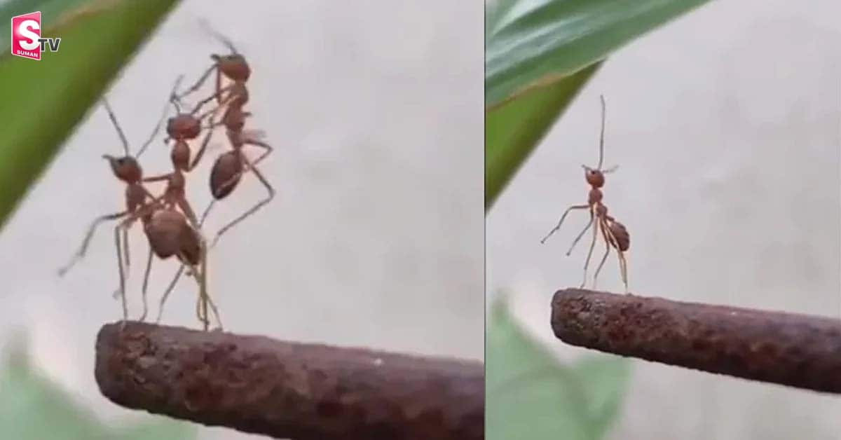 నమ్మక ద్రోహంలో కట్టప్పను మించిపోయిన చీమలు! వీడియో వైరల్!