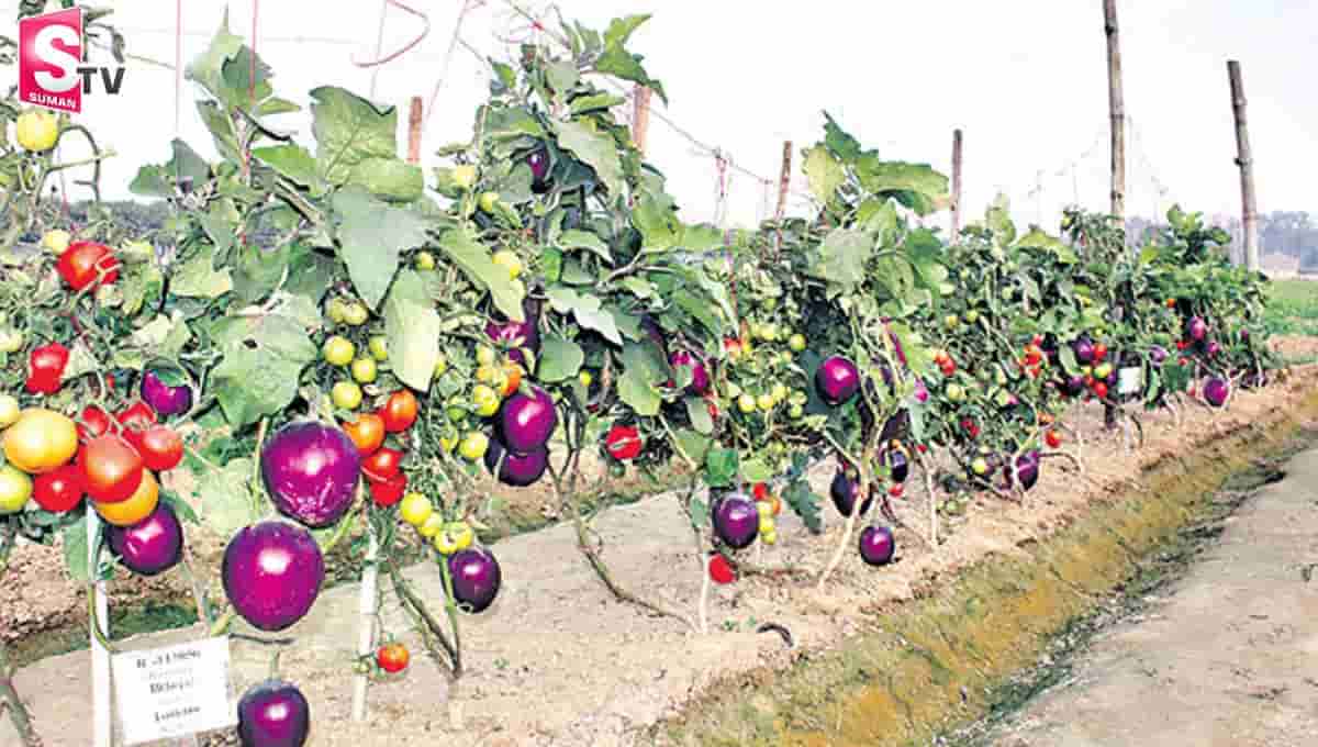 అద్భుతం.. ఒకే మొక్కకు కాసిన వంకాయ, టమాటా!