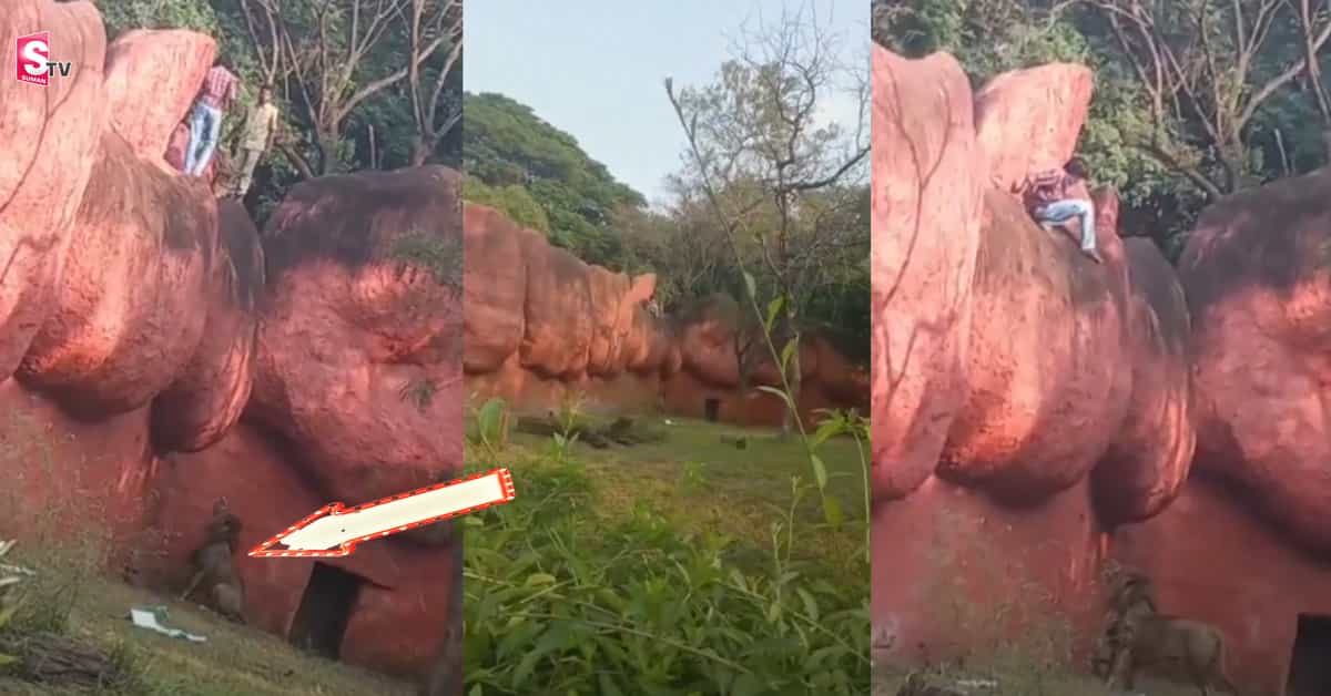 హైదరాబాద్ జూపార్కులో యువకుడి హల్చల్! సింహంతో ఆటలు..