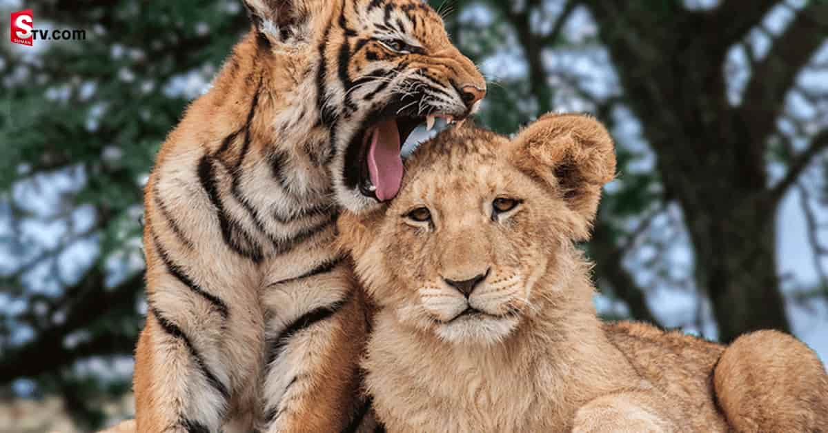 మూగ జీవాలను కూడా వదలని కరోనా మహమ్మారి