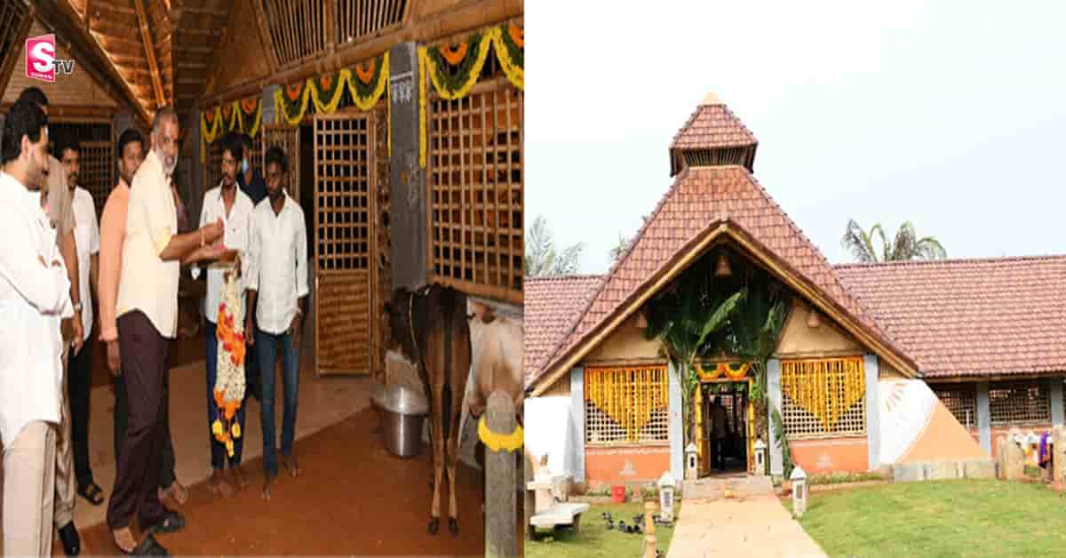 తాడేపల్లిలో సీఎం ఇంటి సమీపంలో అందరినీ ఆకట్టుకుంటున్న గోశాల