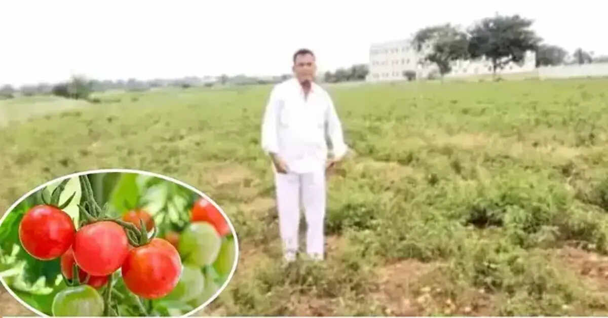 వర్షాల దెబ్బకు ఓ రైతును కోటీశ్వరున్ని చేసిన టమాట