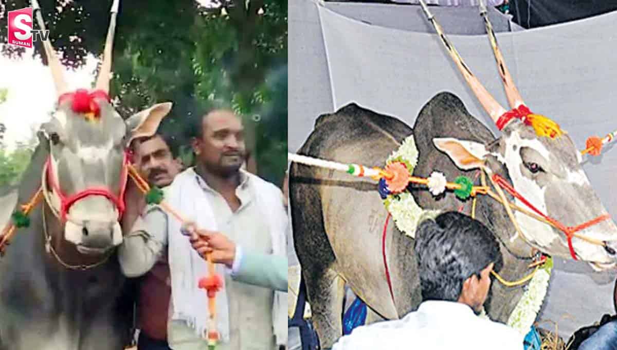 ఈ ఎద్దు వయసు మూడున్నరేళ్లు.. ధర మాత్రం రూ. కోటి!