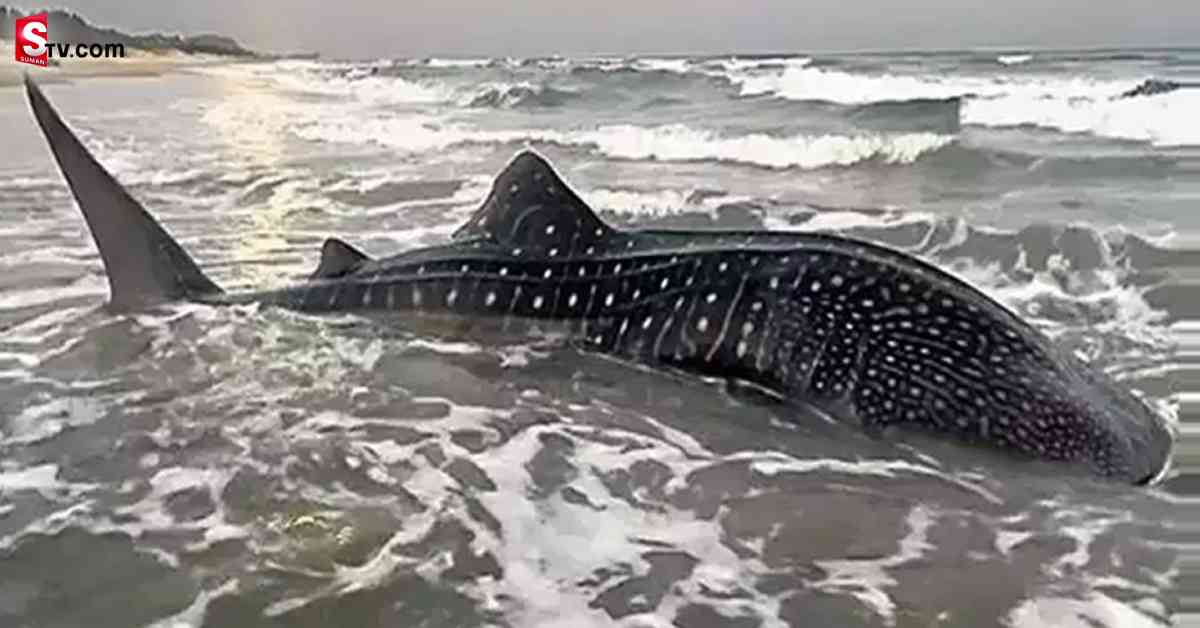విశాఖ తీరంలో అరుదైన అతిథి..