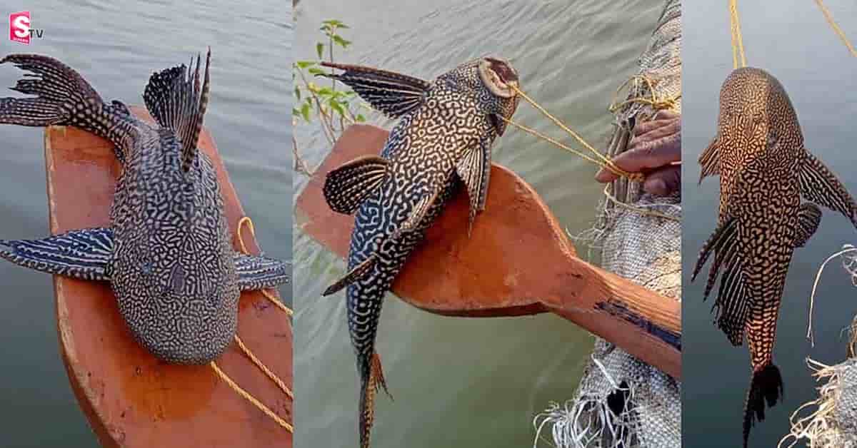చెరువులో జాలర్లకు దొరికిన దెయ్యం చేప!