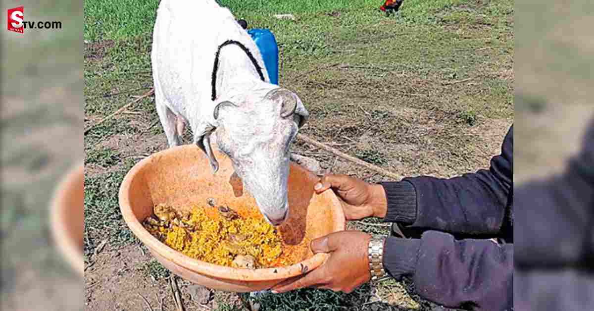 ఈ మేకకు ‘చికెన్ బిర్యానీ’ లేనిదే ముద్ద దిగదు