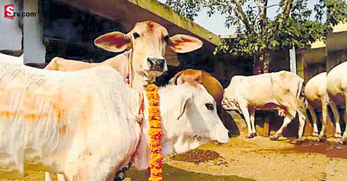 పాలు ఇవ్వడం లేదని ఆవులపై రైతు ఫిర్యాదు..!
