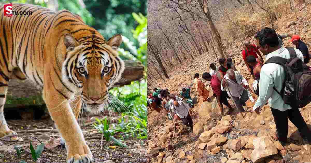శ్రీశైలం నల్లమల్ల ఫారెస్ట్ లో నడకదారిలో వెళ్తున్న భక్తులు.. హఠాత్తుగా ఎదురొచ్చిన పులి!
