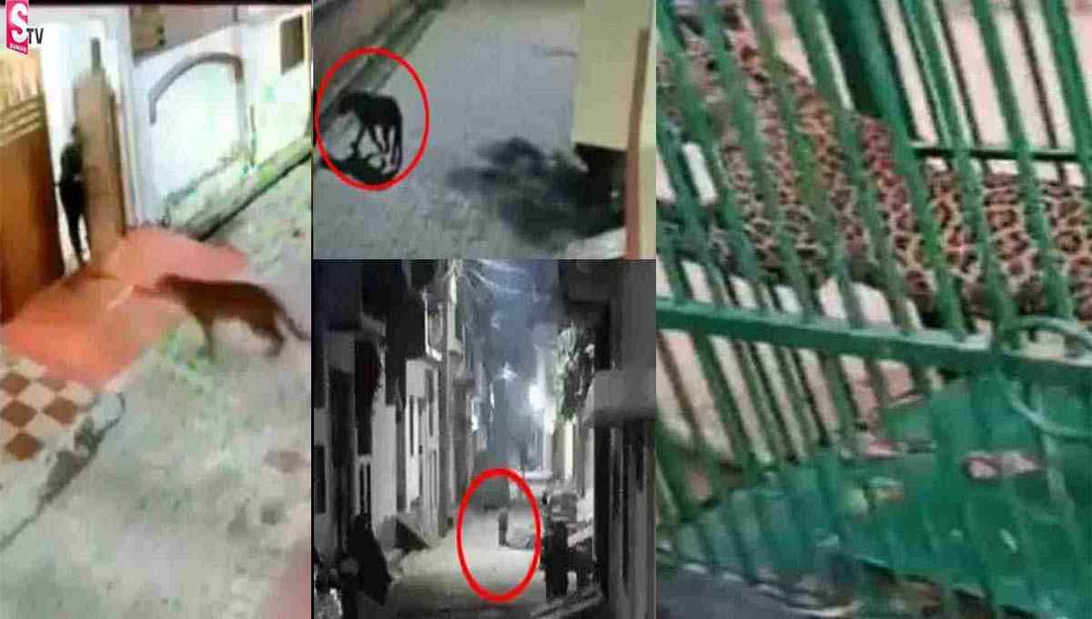వీధుల్లో చిరుత సంచారం! పట్టుకునే లోపే దారుణం జరిగిపోయింది!