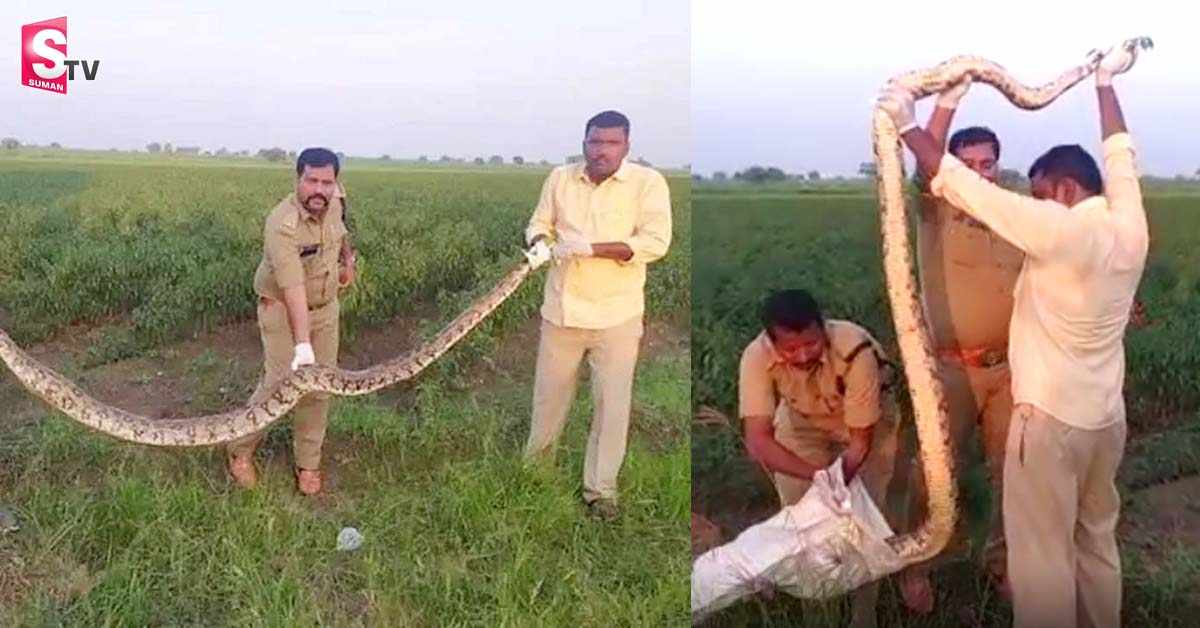 మిరపతోటలో నక్కిన భారీ కొండచిలువ.. బెంబేలెత్తిన రైతుకూలీలు!