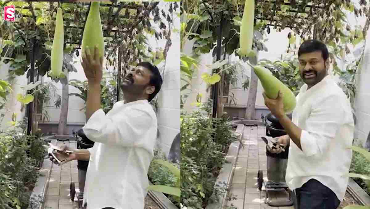 పెరట్లో ఆనపకాయలు చూసి చిరు కళ్లల్లో ఆనందం!