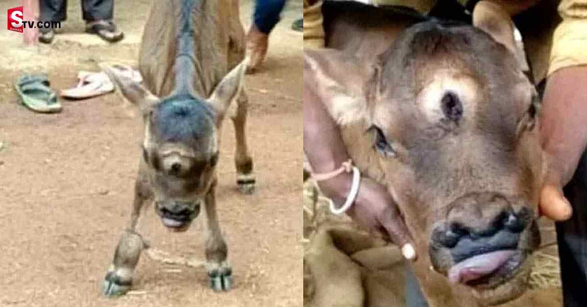 త్రినేత్రంతో జన్మించిన ఆవు దూడ! శివుడి అంశగా భావిస్తున్న భక్తులు!