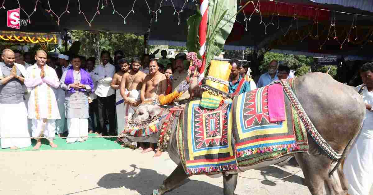 కనుమ అంటే ఏంటి? పశువుల పండగ అని పిలవడం వెనుక కారణాలు..