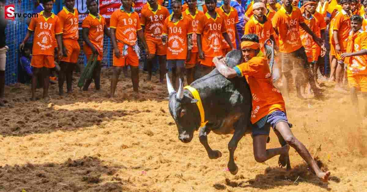 జల్లికట్టుకు వేల ఏళ్ల చరిత్ర.. తెలిస్తే ఆశ్చర్యపోతారు