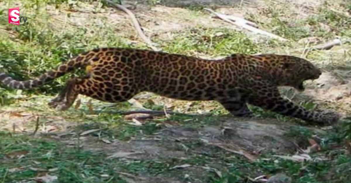 ఎగువ అహోబిలంలో భక్తుడిపై చిరుత దాడి!