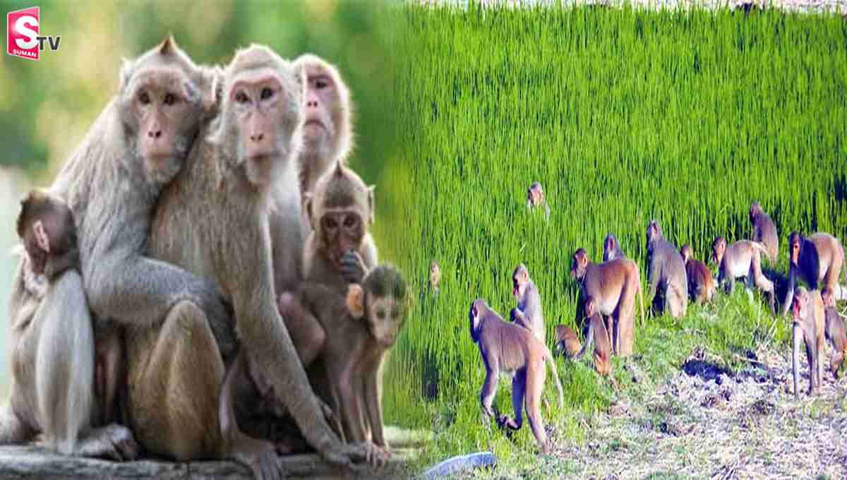 కోతులకు కుటుంబ నియంత్రణ.. సర్కారు కీలక నిర్ణయం!