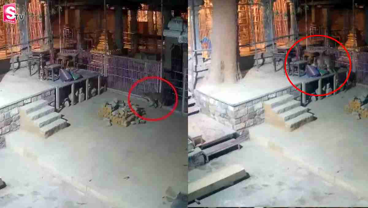అహోబిలం ఆల‌యంలో చిరుత కలకలం.. వీడియో వైరల్