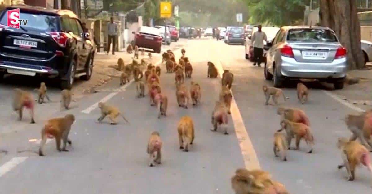 పసివాడి మీద పగబట్టిన కోతులు.. ఎంతకి తెగించాయంటే