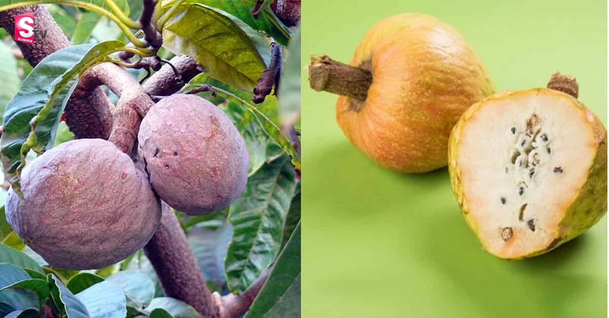 చక్కటి పోషకవిలువలు కలిగిన రామాఫలం!
