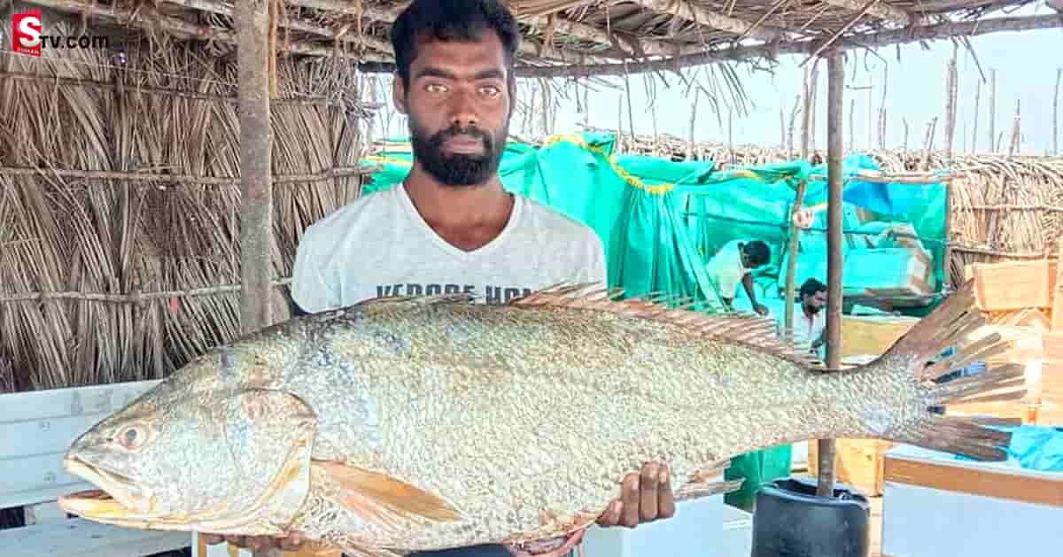 జాలరి వలకు చిక్కిన గోల్డ్ ఫిష్.. ఎంత ధర పలికిందో తెలుసా?