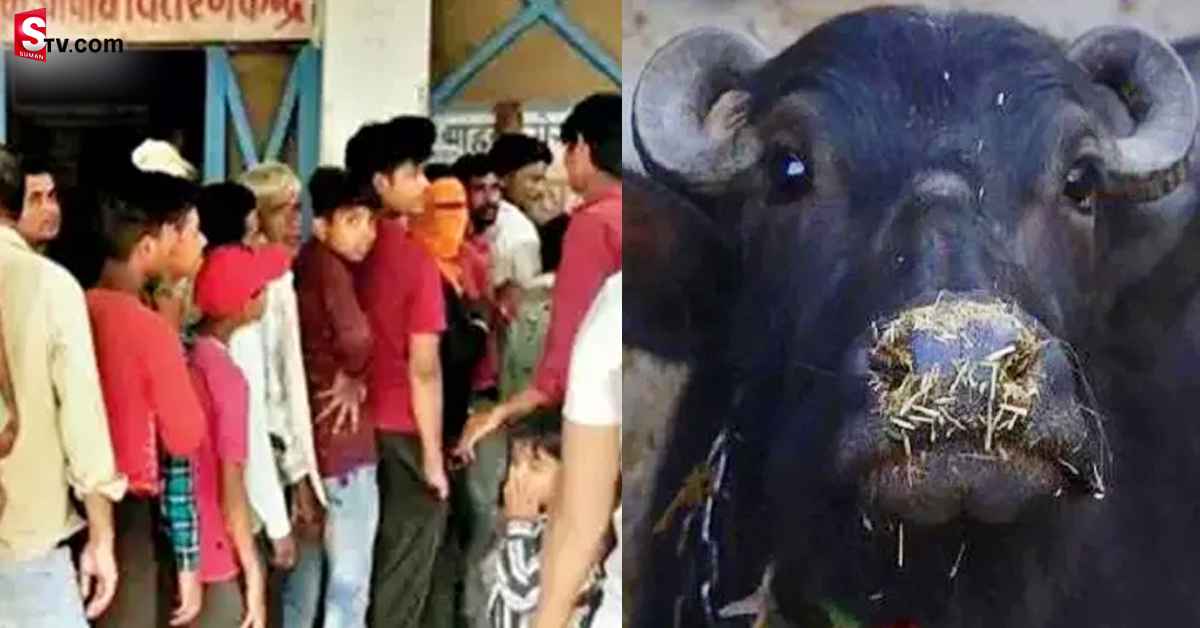 గేదె మృతి.. ఆసుపత్రికి పరుగులు తీసిన 1000 మంది! కారణం ఏంటంటే?